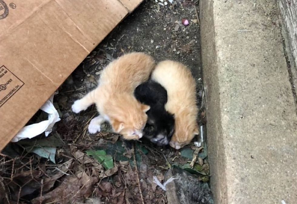 newborn, kittens, stray