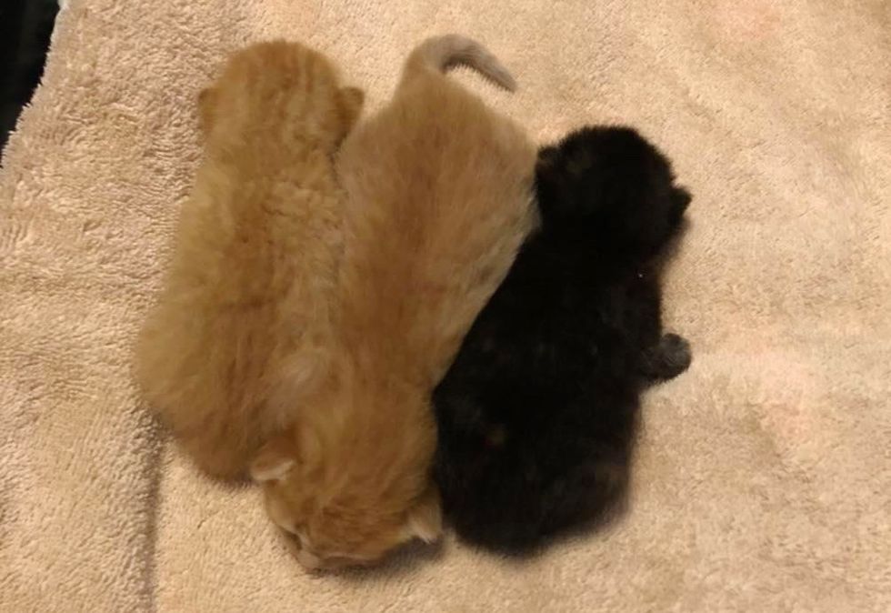 tiny kittens
