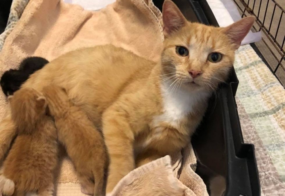 ginger cat, loving mom, kittens