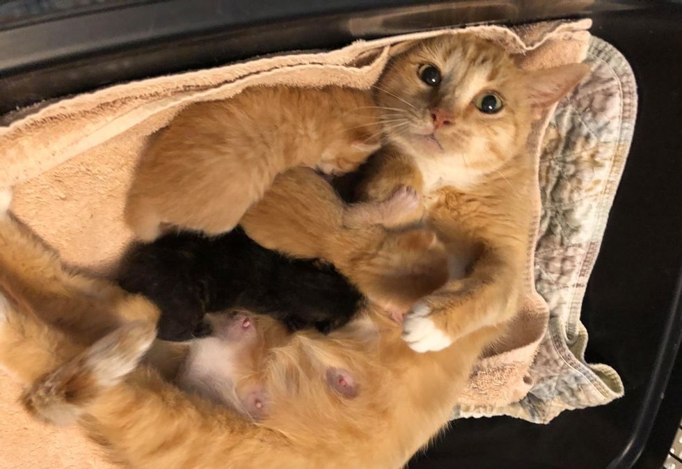 sweet, cat, kittens, cuddles