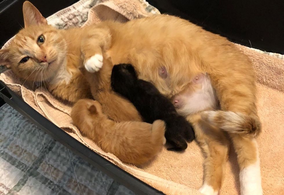 cat mom, nursing, kittens, cute