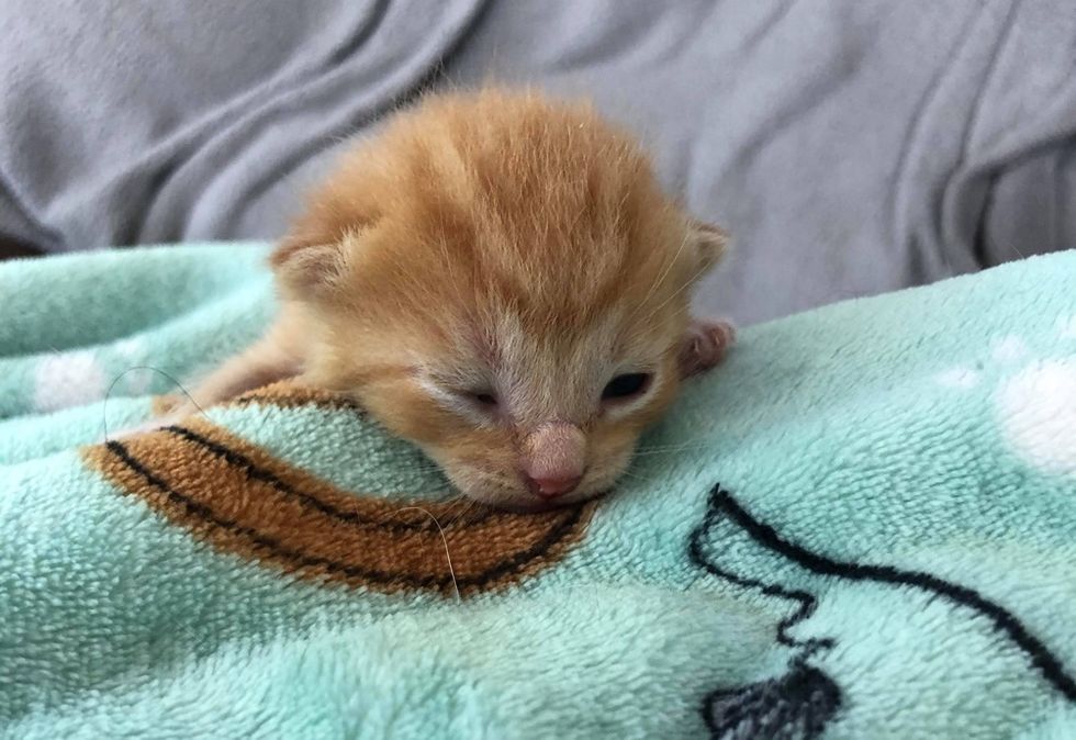 tiny kitten, eyes open