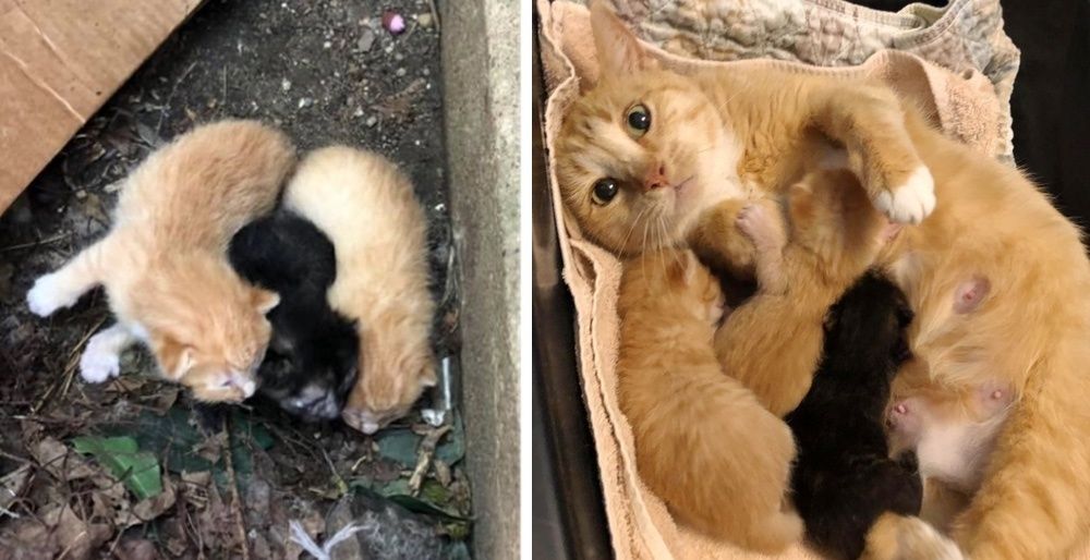 Stray Cat Comes Running When Rescuers Find Her and Her Kittens Outside