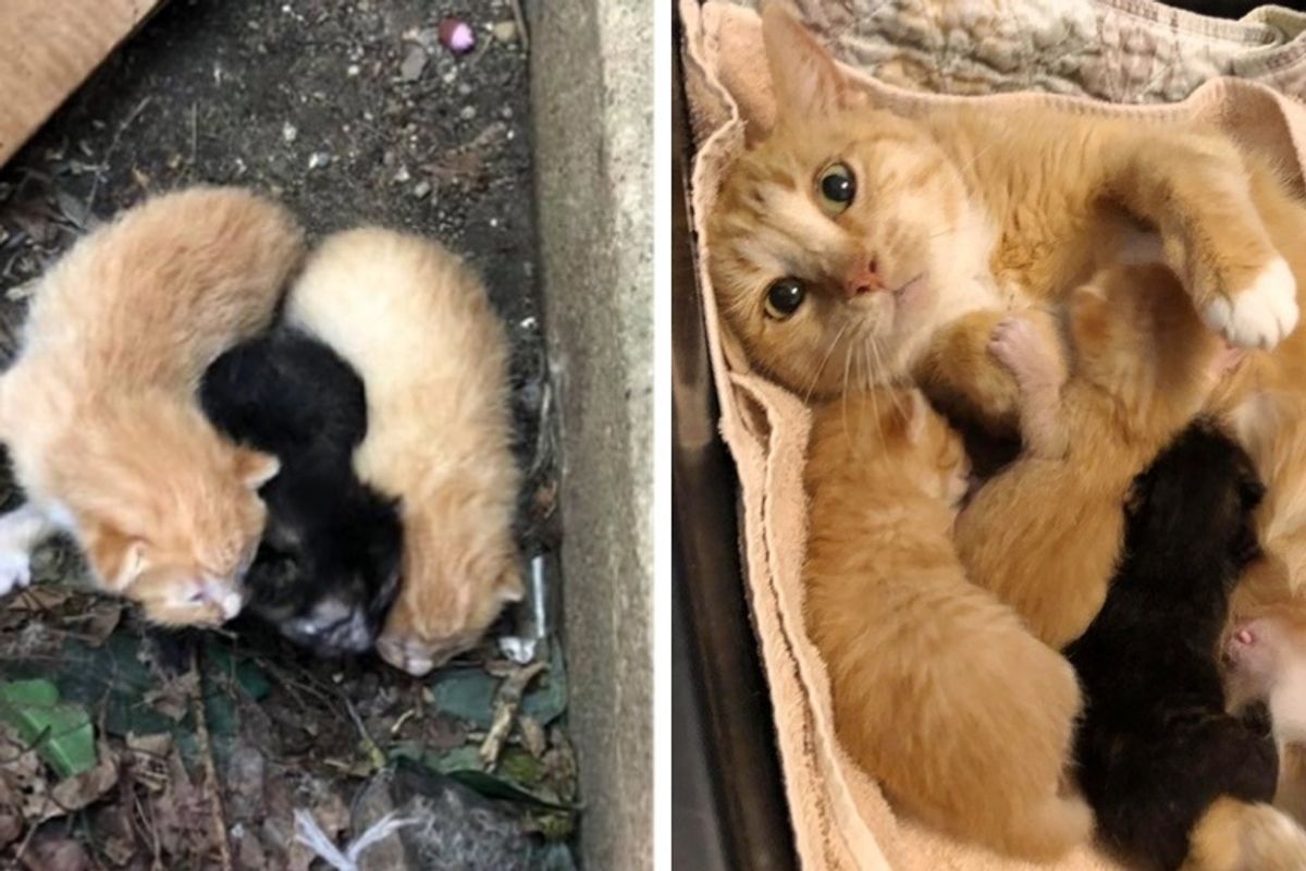 Stray Cat Comes Running When Rescuers Find Her and Her Kittens Outside Apartment