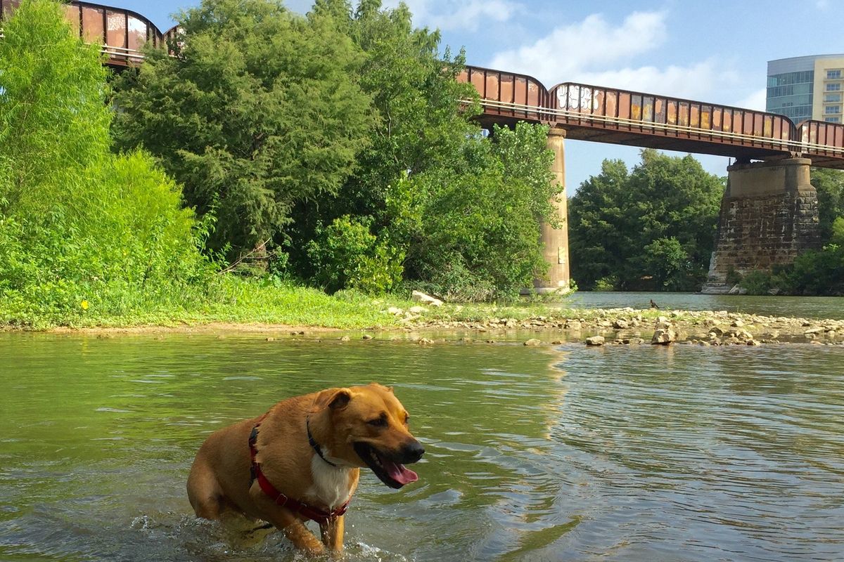 lady bird lake dog winslow swimming