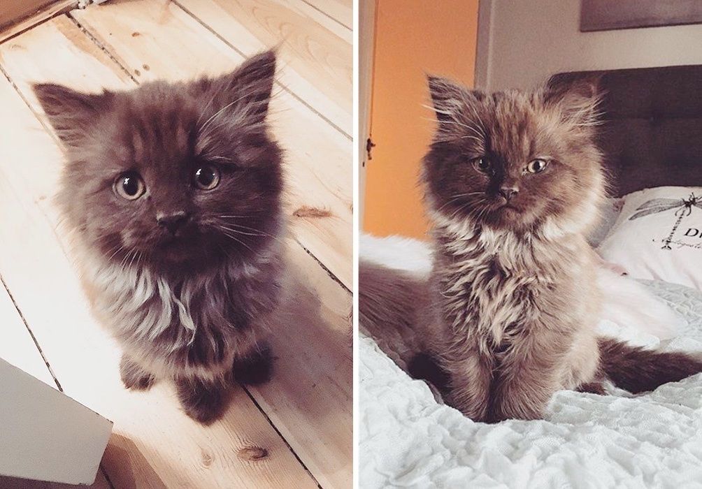 Kitten hugging teddy top bear