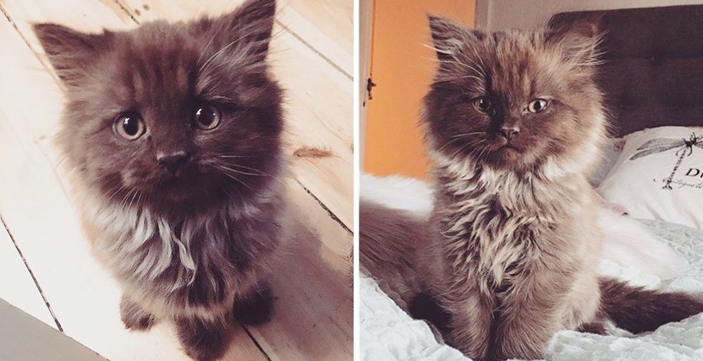 cat cuddling teddy bear