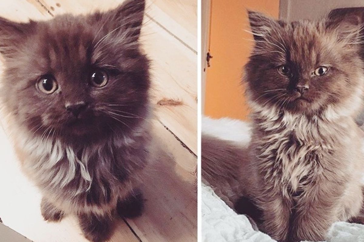 Teddy Bear Kitten Found Dream Home and Blossomed into Happy Cat