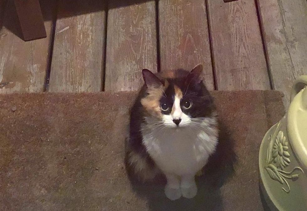 stray cat, calico kitten, doorstep
