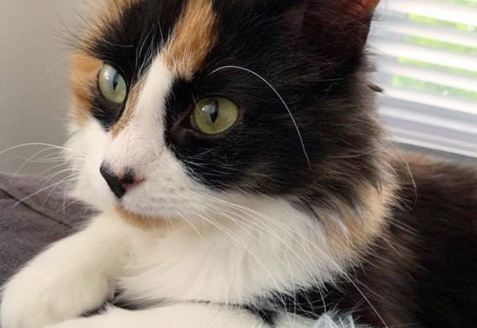 calico kitten, cute cat