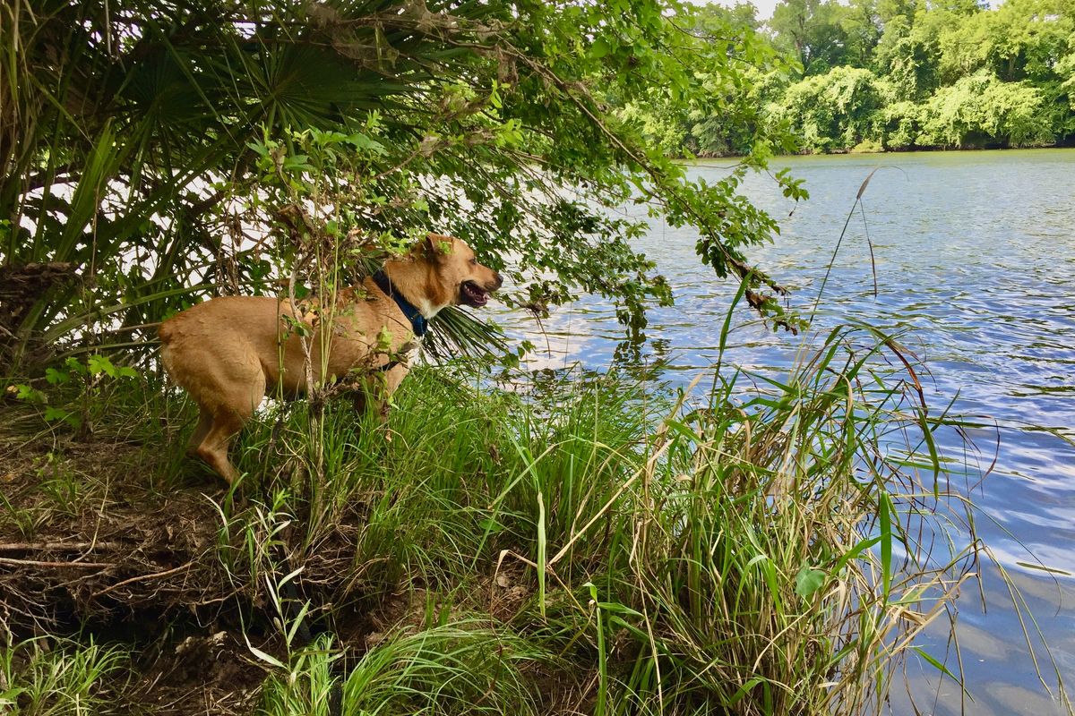 lady bird lake dog