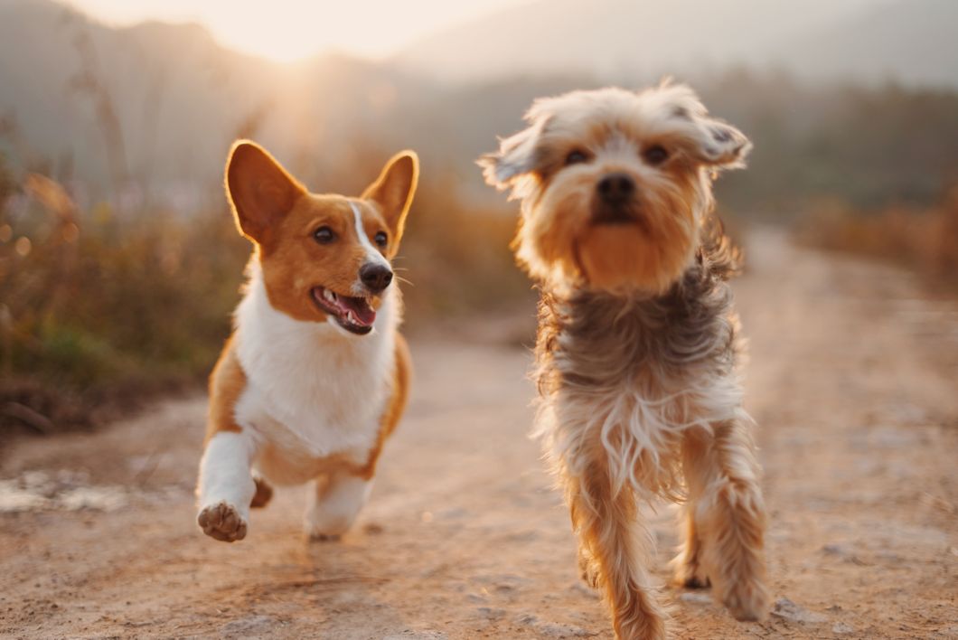 Why I Love Dogs