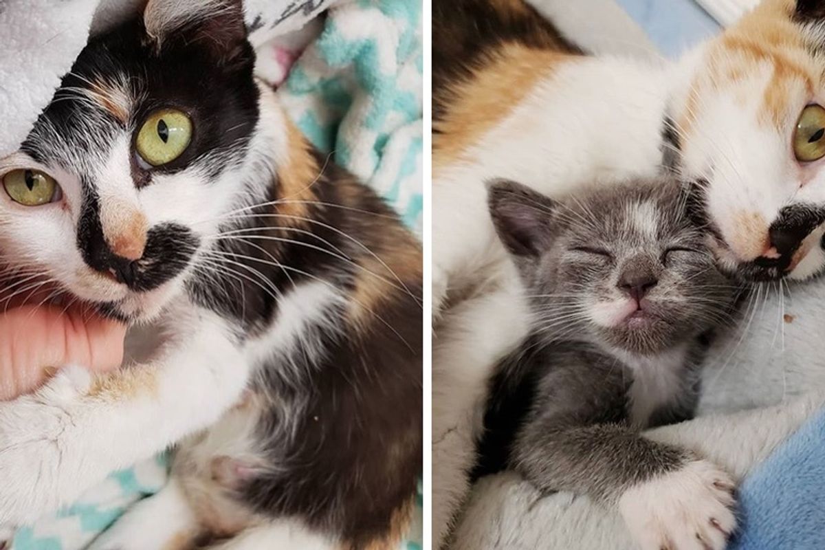 Neighbors Helped Stray Cat and Her Kittens off the Street So They Could Have Better Life