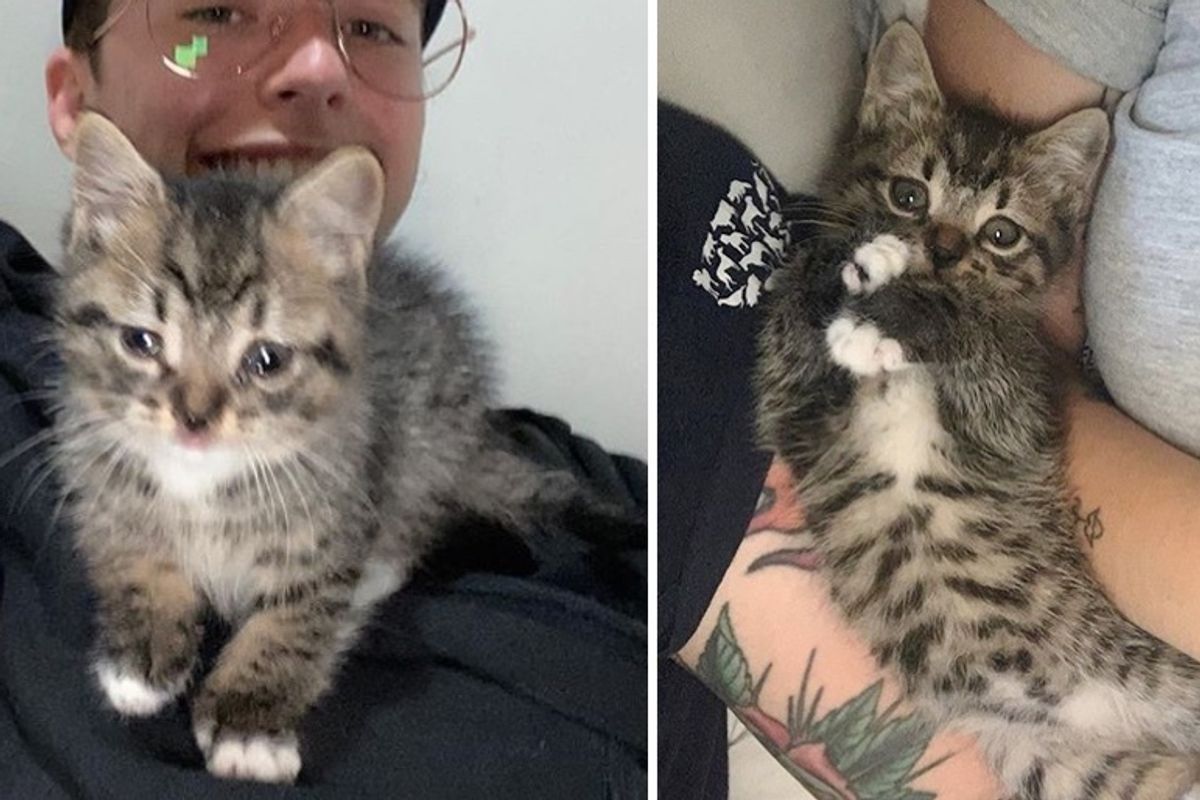 Stray Kitten Walks into Woman’s Home and Insists on Staying
