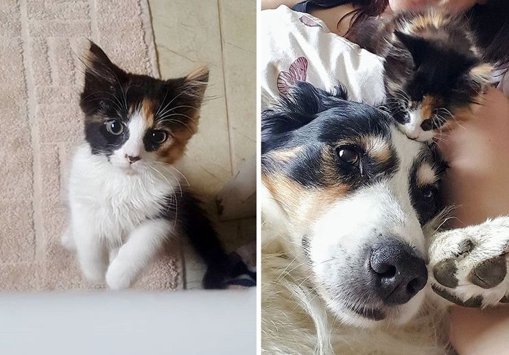 Family Dog Takes To Kitten And Decides To Care For Her As Her Own Love Meow