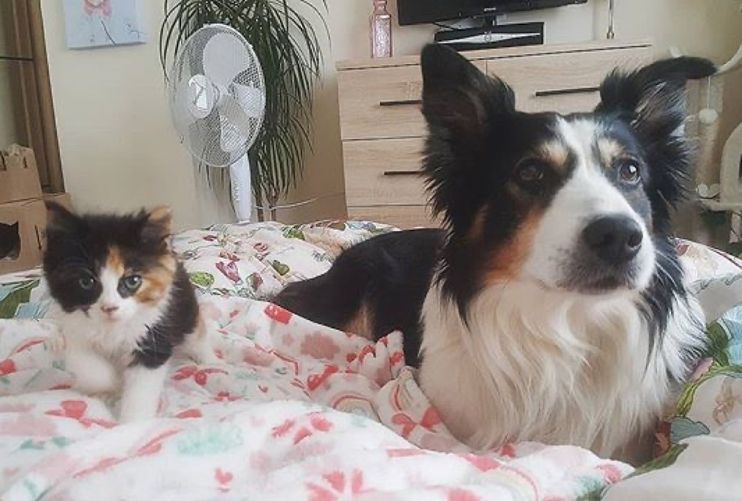 Family Dog Takes To Kitten And Decides To Care For Her As Her Own Love Meow