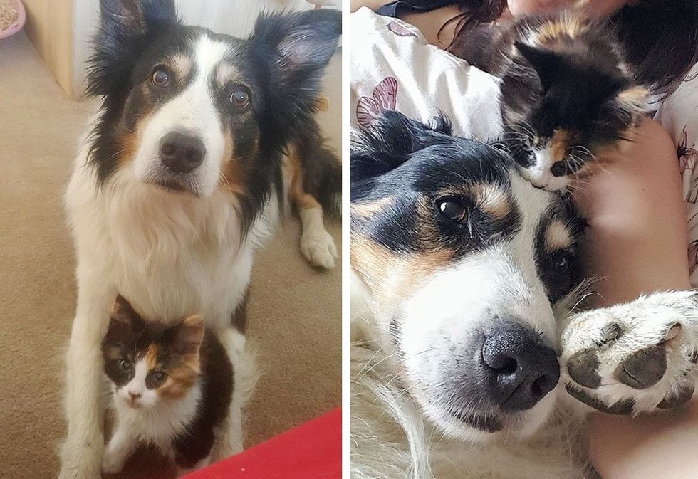 dog, cat, cute kitten, calico