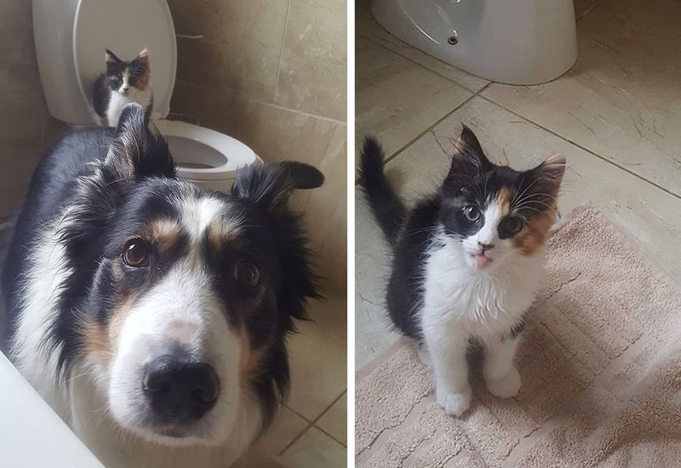 dog, cat, cute kitten, bathroom