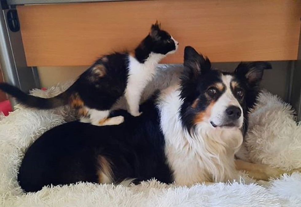 best friends, cat and dog