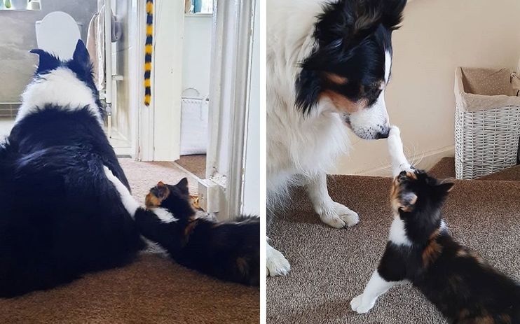Family Dog Takes To Kitten And Decides To Care For Her As Her Own Love Meow