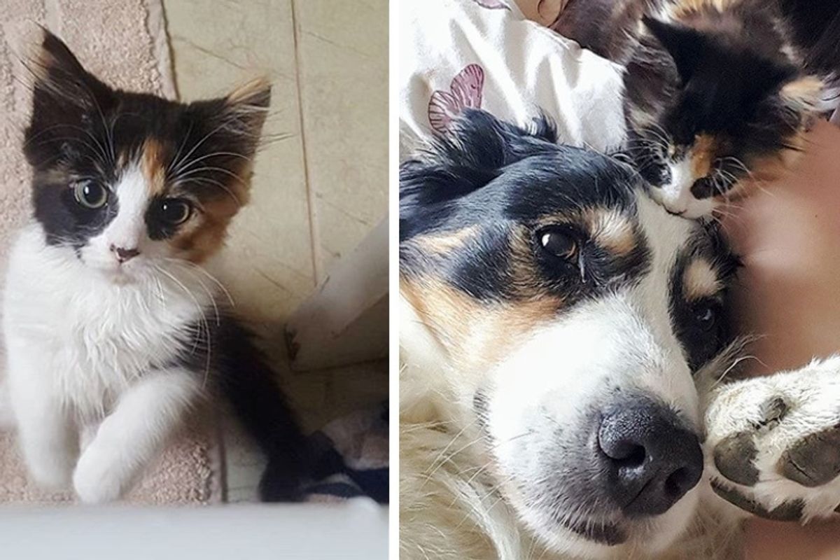 Family Dog Takes to Kitten and Decides to Care for Her as Her Own