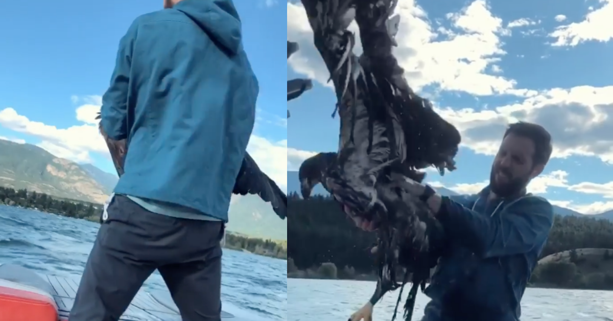 Canadian Man Saves Baby Bald Eagle From Drowning To Prove To Infant Son That He's 'Cool'
