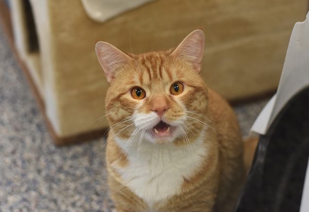 ginger cat, shelter cat