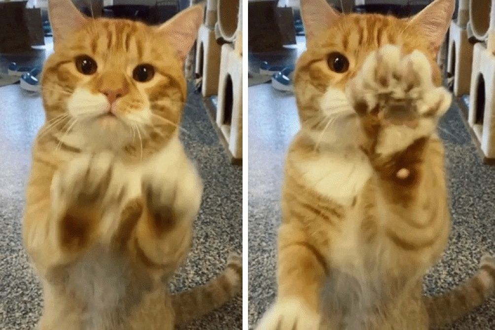 kitty waving