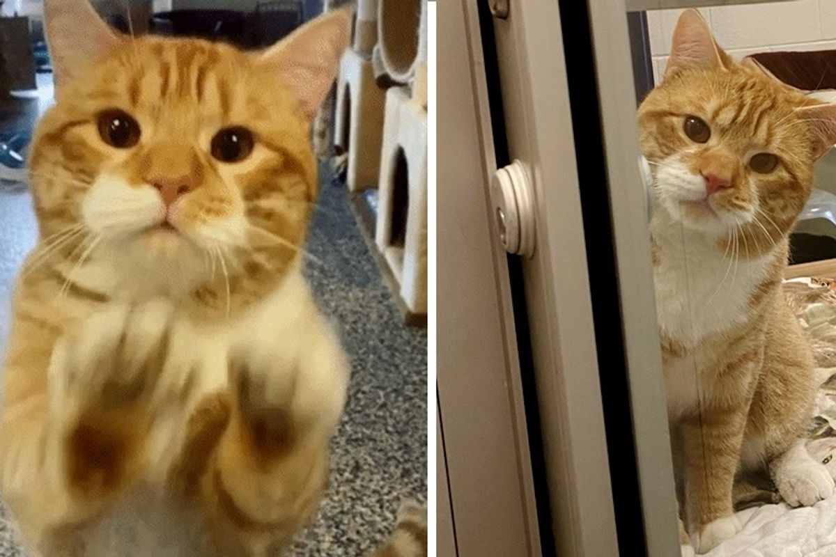 Cat Waves at Visitors at Shelter and Hopes Someone Can Take Him Home