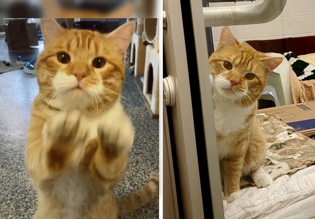 ginger cat, shelter, paws