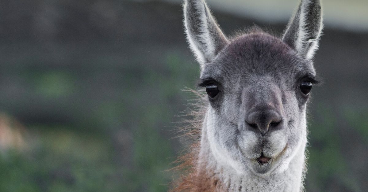 New Study Suggests That Engineered Llama Antibodies Could Help Neutralize The Virus