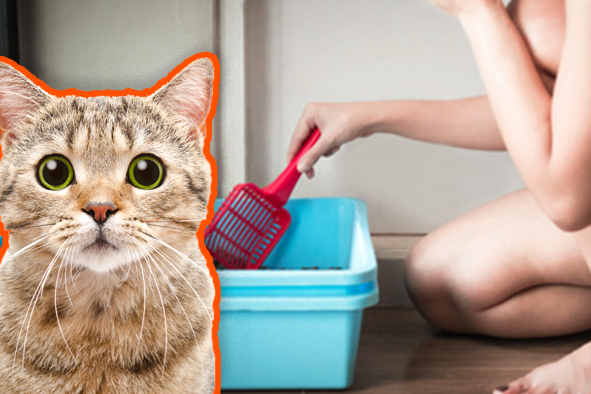 cat and cat litter box 
