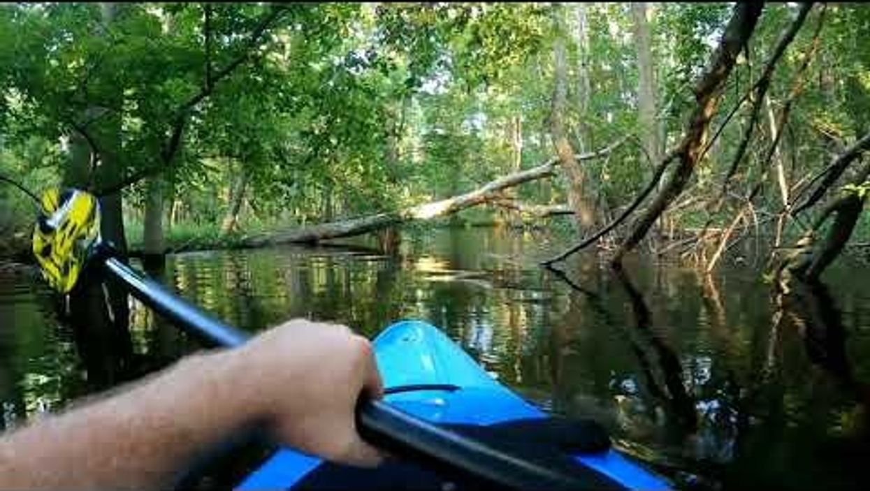 Alligator charges North Carolina man's kayak, and he remains impressively calm