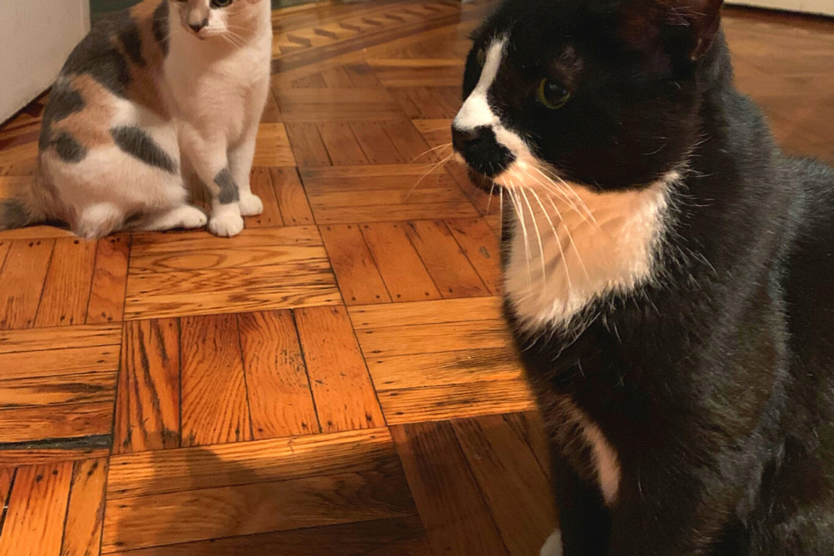 a grey cat and a black cat on a wooden floor