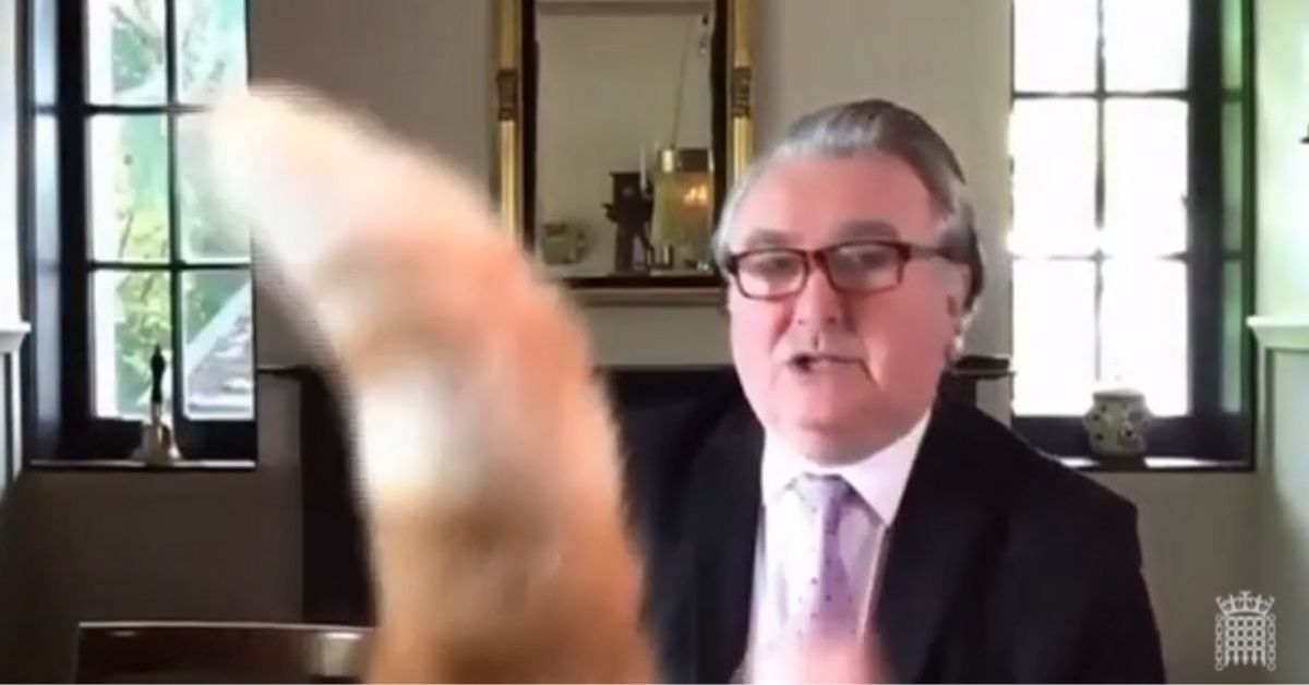 Politician's Cat Steals The Show After Blocking Camera With His Tail During Parliamentary Zoom Call