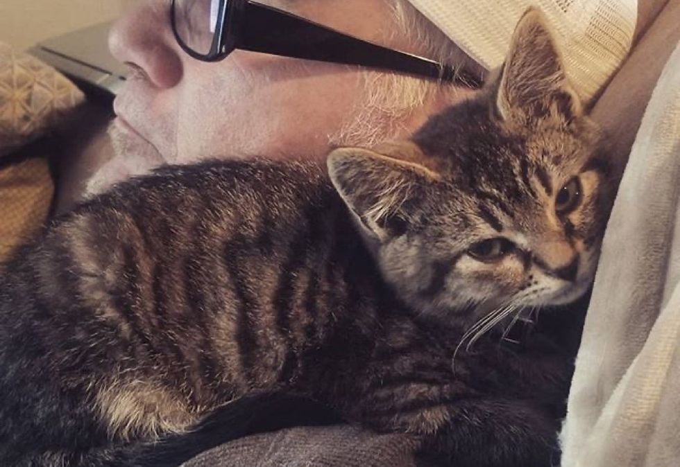 Kitten Cuddled Man Who Rescued Him from Road, and Blossomed into ...