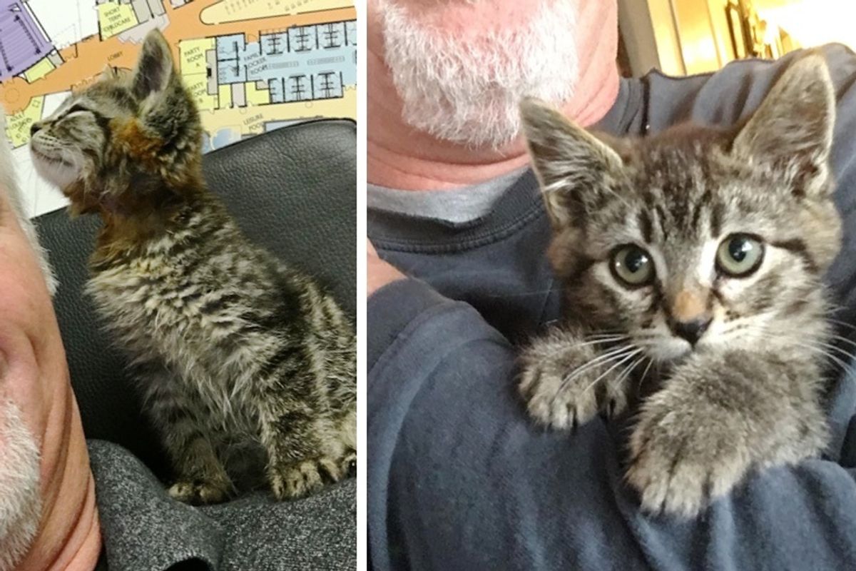 Kitten Cuddled Man Who Rescued Him from Road, and Blossomed into Happiest Shoulder Cat