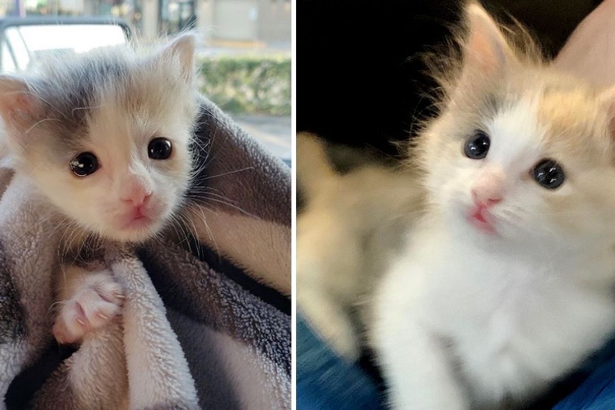 Family Took in Palm-sized Kitten and Helped Her Thrive