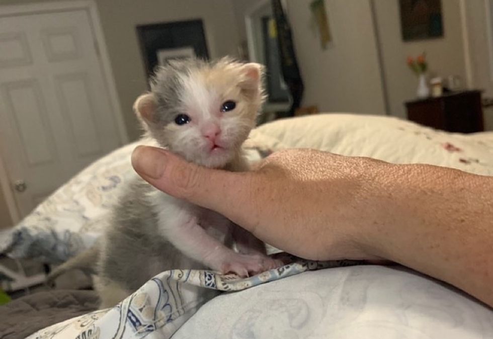 tiny kitten, calico