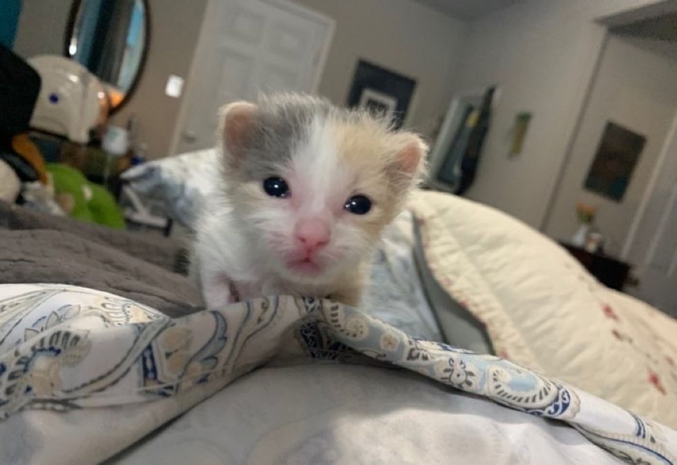 calico, cute kitten, tiny