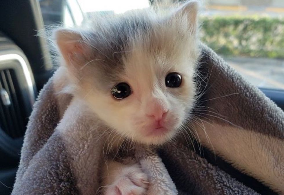 cute kitten, calico