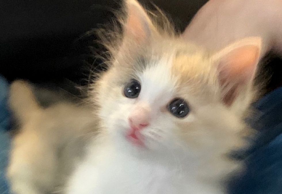 cute kitten, calico, fluffy