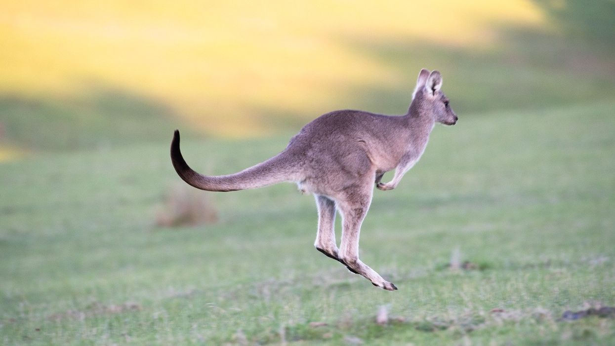 Florida police officers rescue kangaroo on the loose in Fort Lauderdale neighborhood