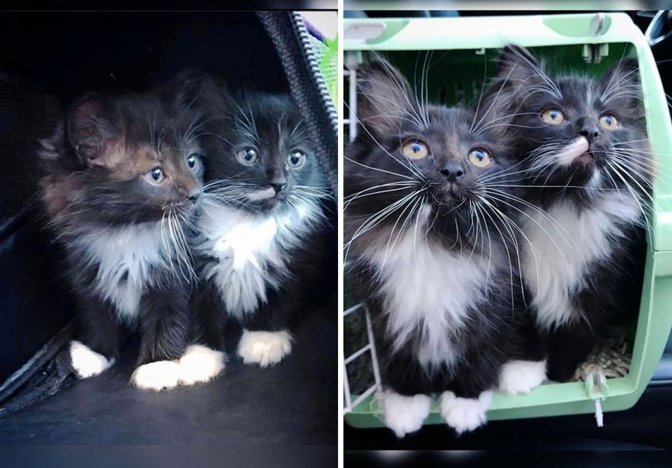 tuxedo kittens, brothers, twins, cute cats