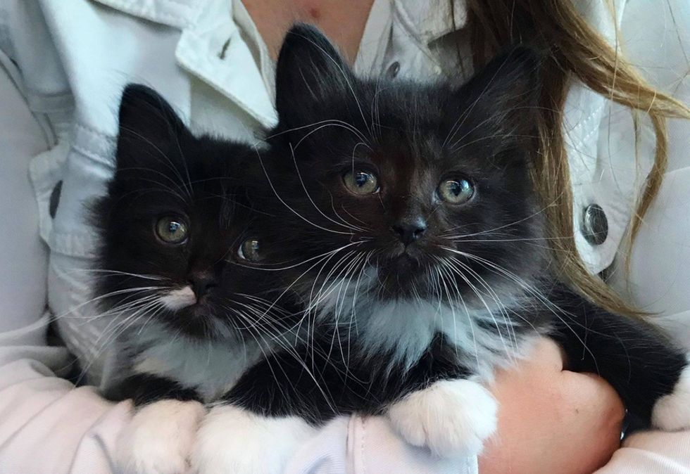tuxedo brothers, cute kittens, cuddle