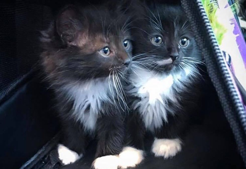 tuxedo kittens, twins, look alike