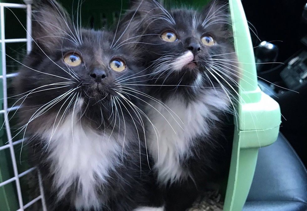 cute, kittens, tuxedo, twins