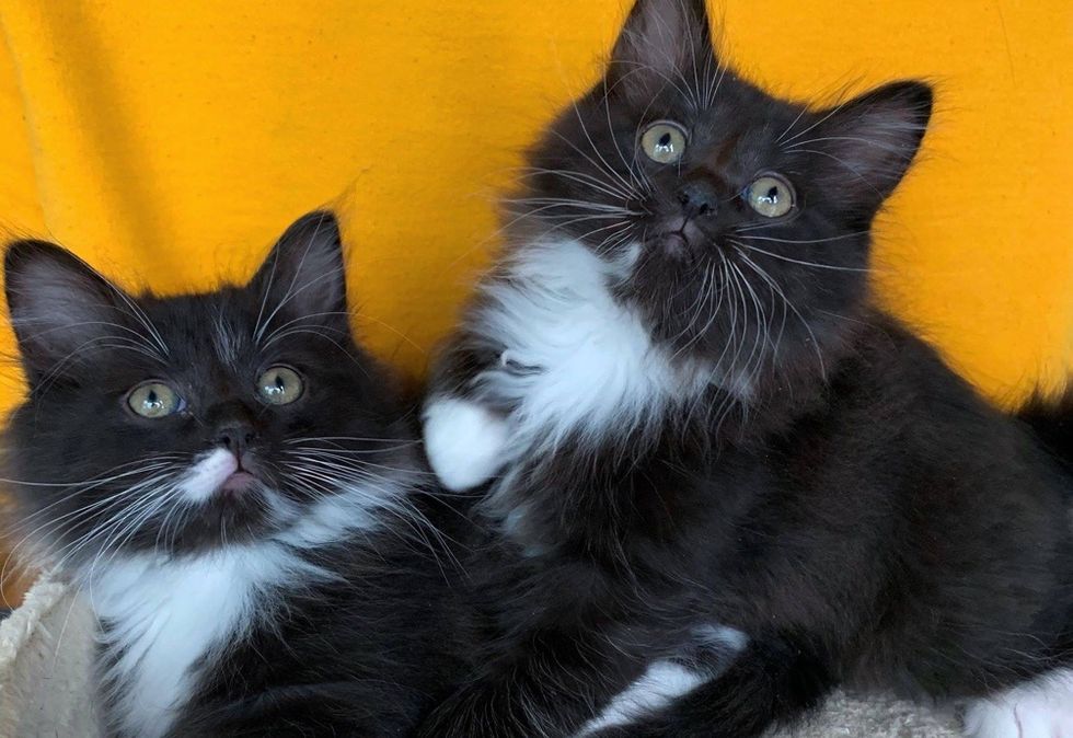 tuxedo cats, cute kittens