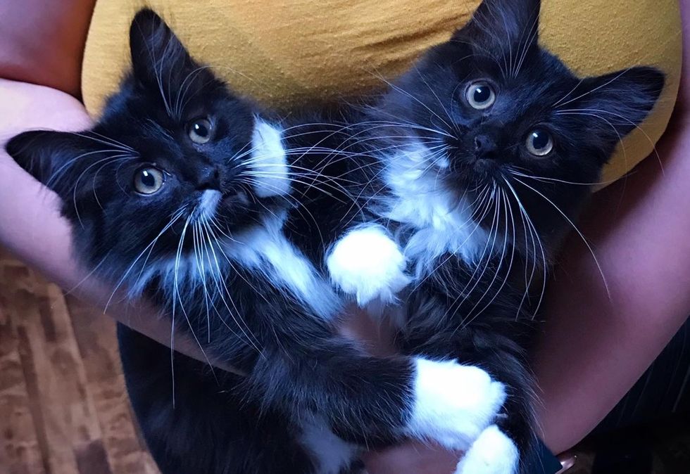 cuddles, twin kittens, cute cats