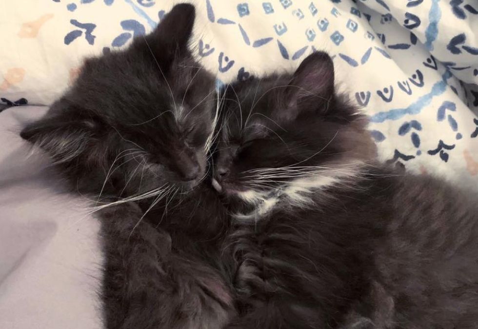 naps, cuddles, tuxedo kittens
